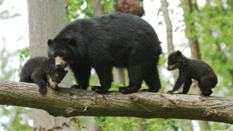 A photo of a spectacled bear and cubs in South America