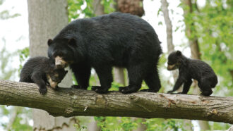 detecting fake news assignment vaccines answers A photo of a spectacled bear and cubs in South America