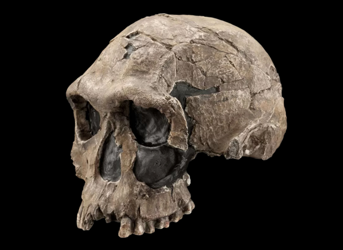 A photo of a Homo habilis skull on a black background.