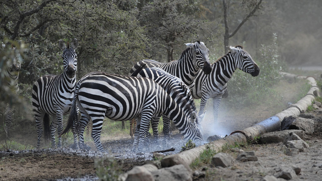 Photo of six zebras grazing near a pipe outside Olkaria. The air appears hazy around the pipe.