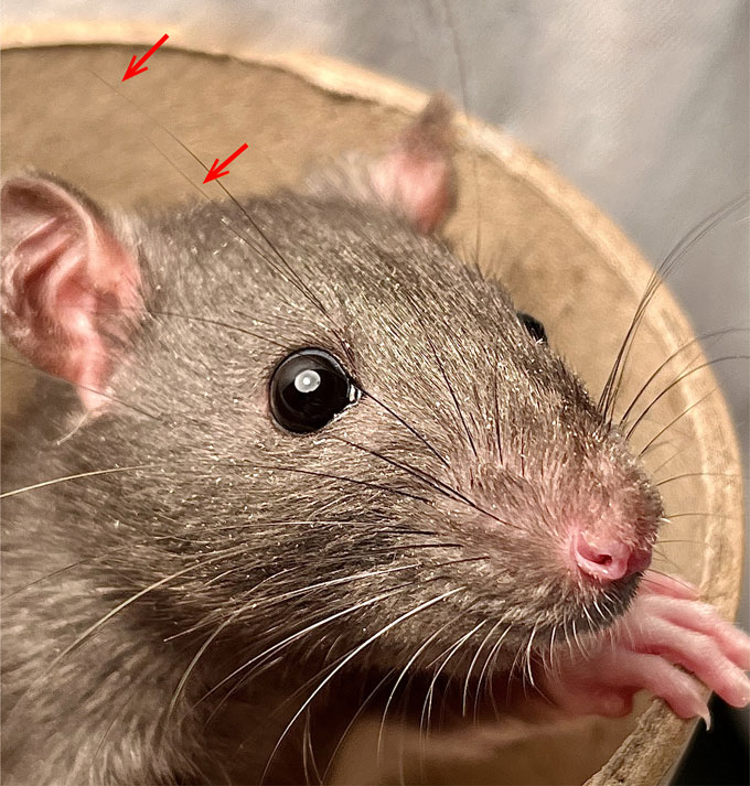 A close up photo of a mouse and the supraorbital whiskers with red arrows pointing at them.