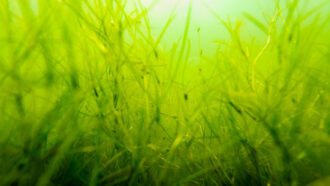 An underwater photo of wispy widgeongrass