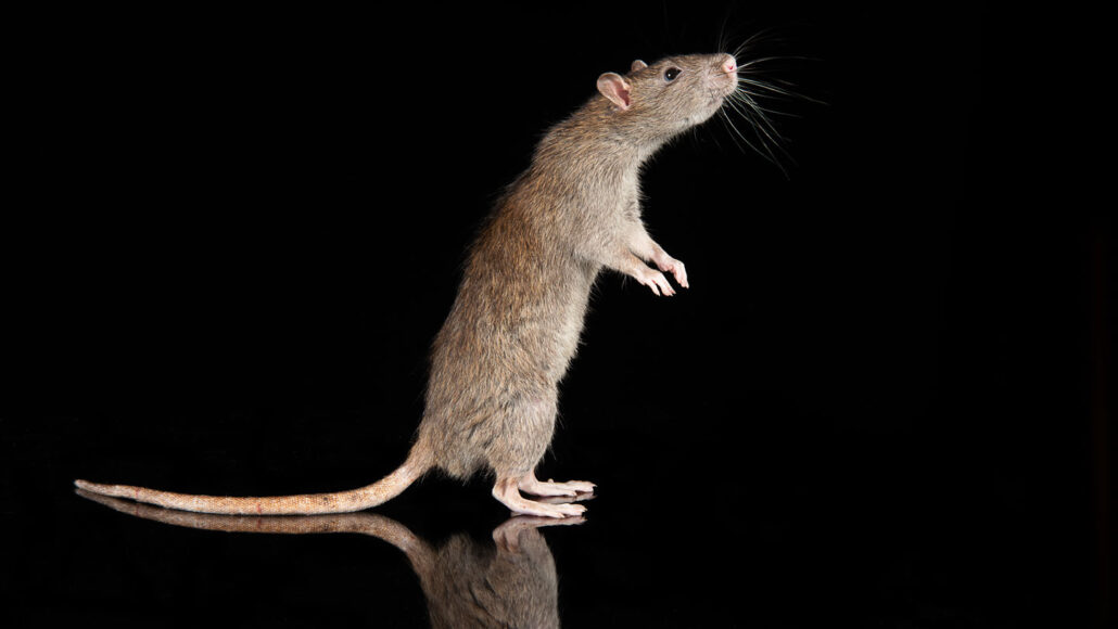 A photo of a brown rat standing on its hind legs on a black background.