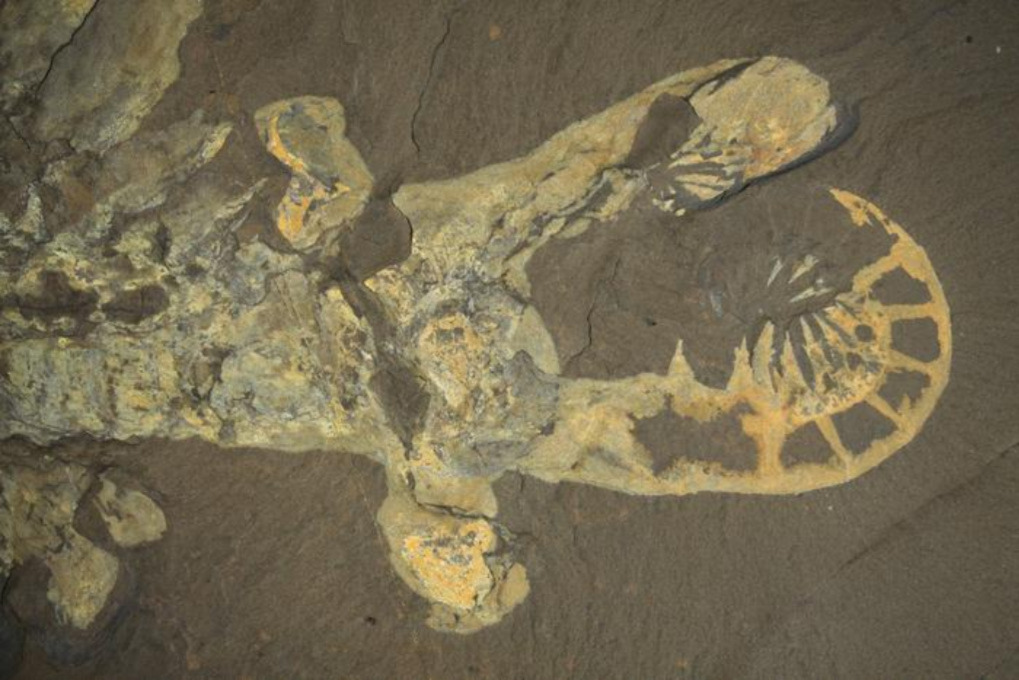 A photo of an A. canadensis fossil.