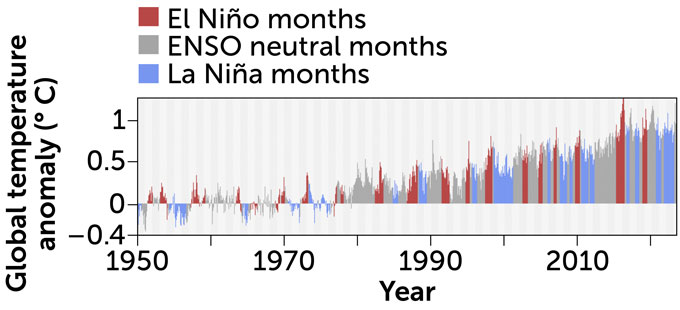 A graph showing the number of El Nino months in red, ENSO neutral months in gray and La Nina months in blue from 1950 through 2023.