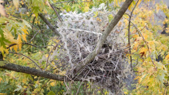 A photo of a bird nest made partly out of antibird spikes high up in a tree.