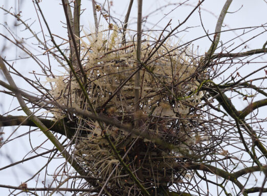 A photo of an eurasian magpie nest high in a tree.