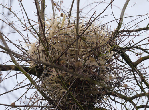 https://www.sciencenews.org/wp-content/uploads/2023/07/071323_LMZ_bird-nests_inline-3-521x383.jpg