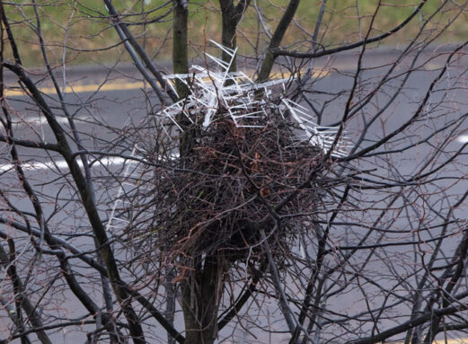 A photo of an Eurasian Magpie nest.