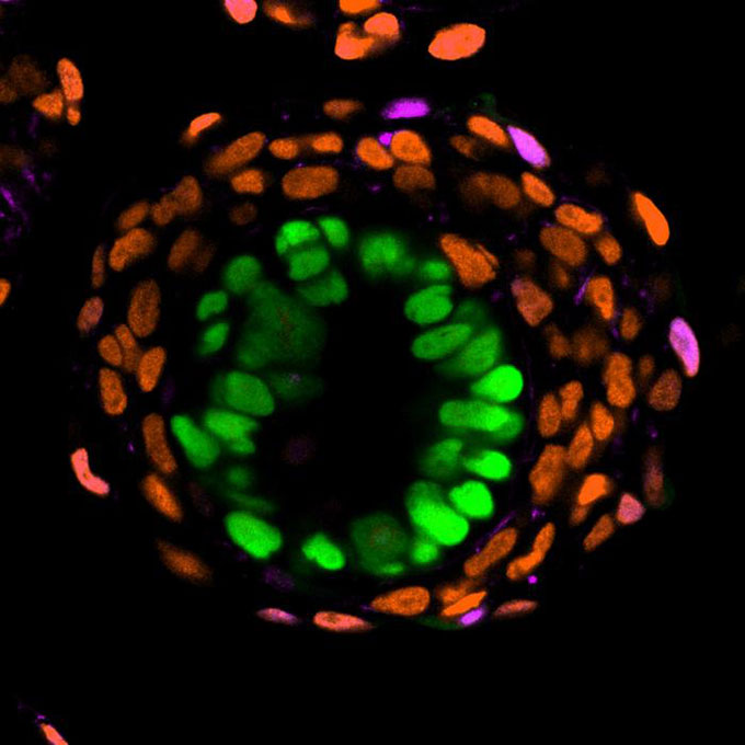A human embryo model resembling rings of cells of varying colors, with bright green in the middle and orange (with the occasional magenta) in the outer rings
