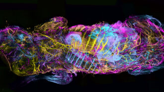 An image of fluorescent antibodies light up the nervous system of a dead, transparent mouse, lying on its back with its head to the left. Colors show how deep nerve cells are in the animal, from blue (closest to the camera) to pink to yellow (farthest away).