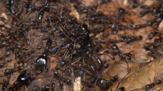 A swarm of driver ants on a forest floor