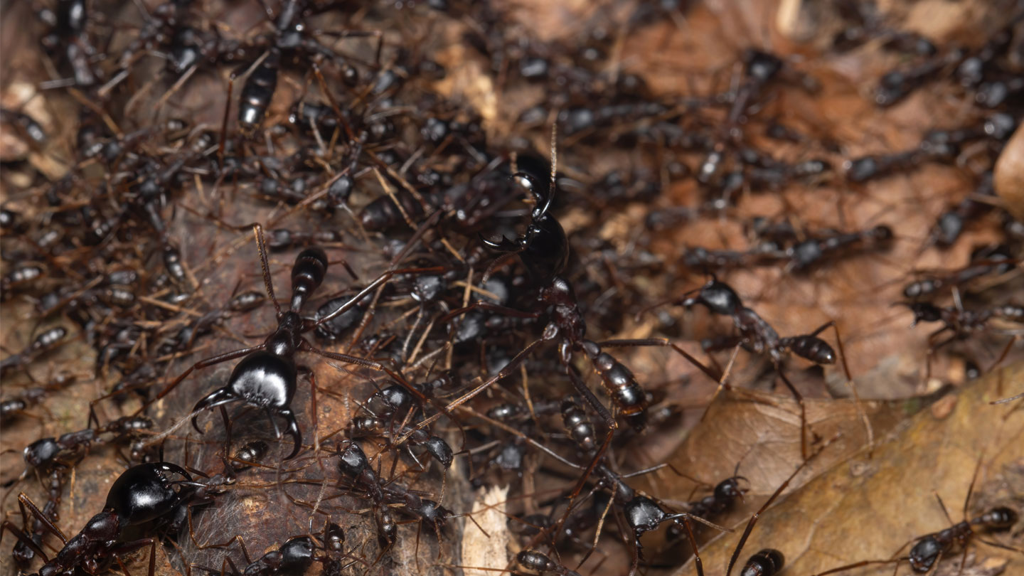 Some African birds follow nomadic ants to their next meal 