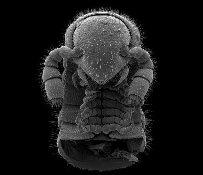 An electron microscope image of the head and front body of one Illacme socal specimen.