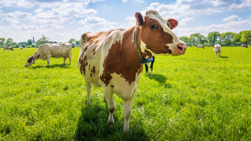 A photo of a brown and white cow standing in a grass field with other cows visible in the background.