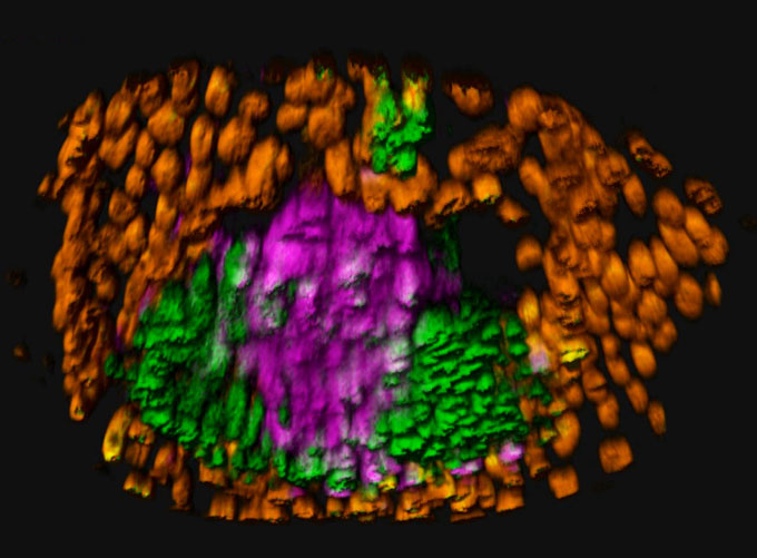 An embryolike structure, shown as an oval-shaped blob of cells. The outer structures are predominantly orange. Centered in the lower half are mostly green cells, and the direct center has more purple cells