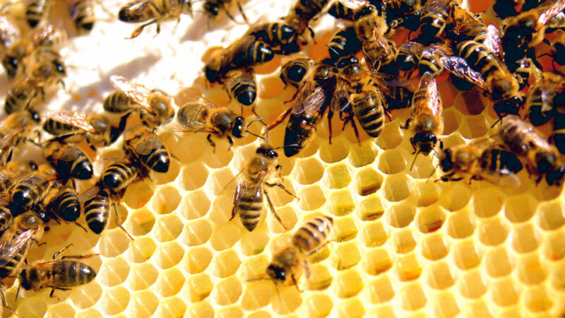 A photo of several bees sitting on top of a honey comb structure.