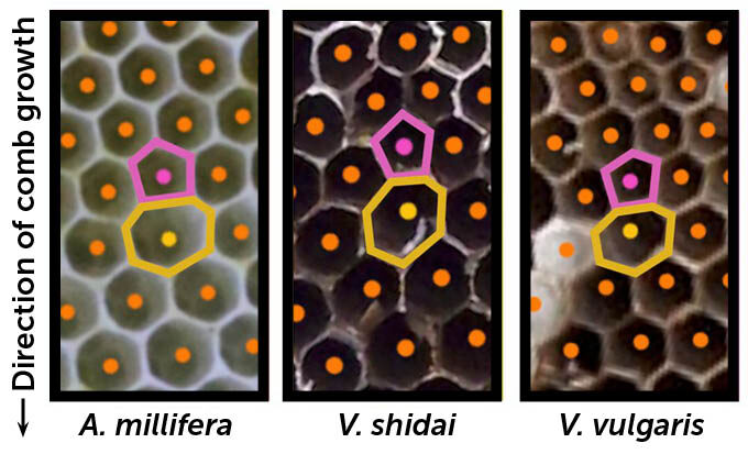 Images of part of a honeybee nest (left) and that of two species of wasp (center, right) exhibit pairs of five- and seven-sided cells (highlighted) nestled in among the six-sided variety. The bottom of each image is oriented toward a newer part of the nest, which means these insects built the five-sided cells before the seven-sided ones to help connect smaller, older hexagonal cells (top) to larger, newer ones (bottom).