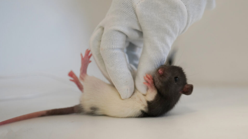 A gloved hand tickles a rat lying on its back