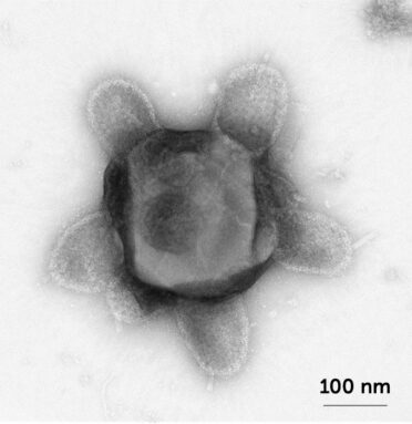 A microscopic image of a giant virus that resembles a turtle with a purported shell in the middle and five flaps that appear to protrude from it.