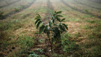 detecting fake news assignment vaccines answers A photo of a young American chestnut tree growing in a large field.