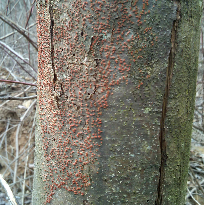 A photo of red splotches of fungal blight marks the trunk of a young chestnut tree in Ohio.
