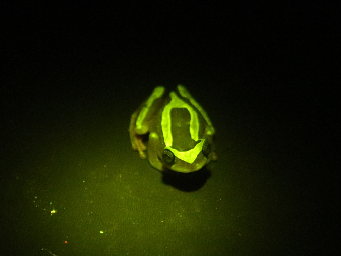 A photo of green fluorescence, such as the glowing banding shown in this elegant forest treefrog, on a dark background.