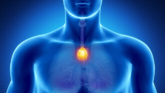 An illustration showing the thymus as an orange ball at the base of a blue person's throat with a blue background.