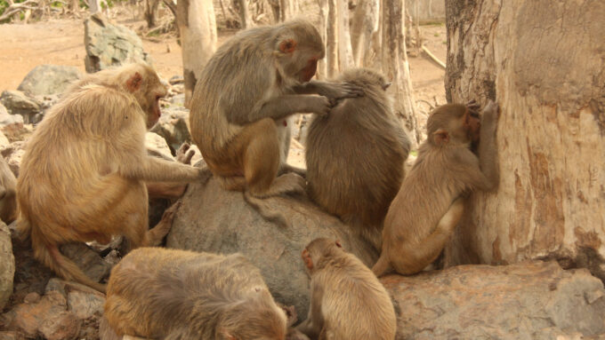 A photo of several beige-colored macaque monkeys sitting around on rocks.