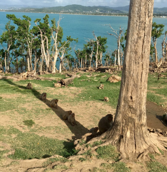 A photo of several macaques lined up in the shade of a bare tree trunk.