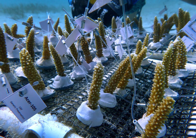 Young finger to hand-sized corals sit on a mesh netting atop PVC tubing.