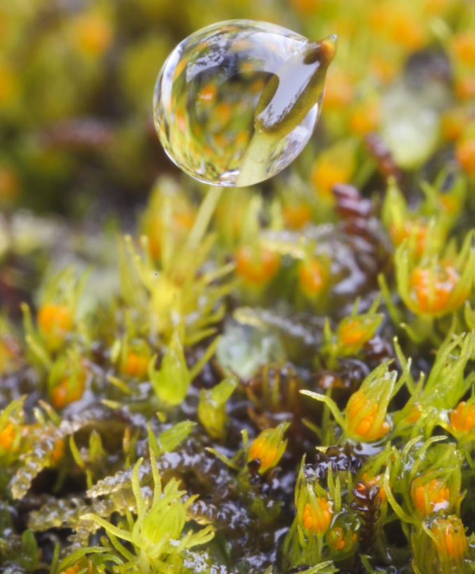 A photo of green moss with a bubble.