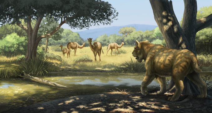 An illustration of a saber-toothed cat standing in the shade of a tree while stalking a group of yesterday's camels standing in a large open field.