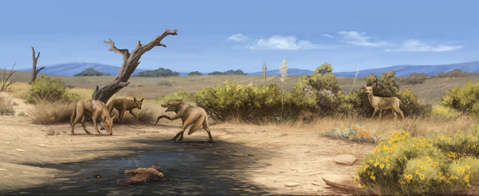 An illustration of a group of ancient coyotes standing among a dry scrubland ecosystem.