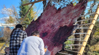 A photo of two Indigenous youth skinning a moose as part of a hunting camp in Alberta, Canada.