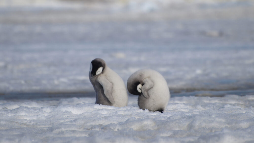 Penguin