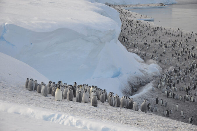 Adult emperor penguins gather with youngsters — distinguishable by their gray, downy feathers — on Antarctica’s Brunt Ice Shelf.