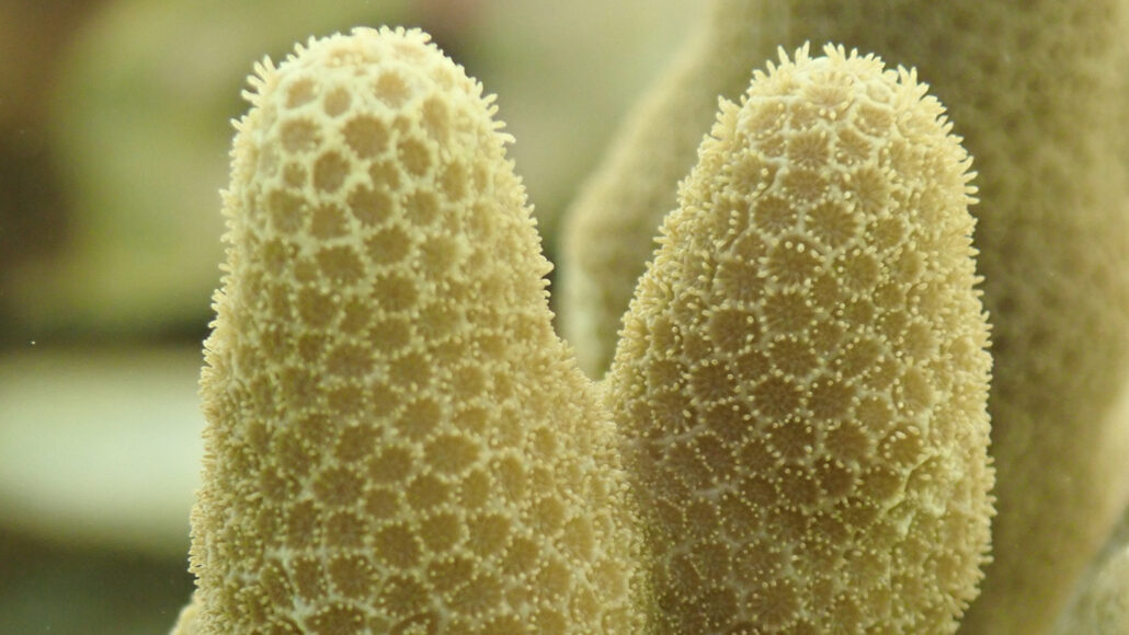 Two yellowish branches of a finger coral from the species Porites compressa are pictured.