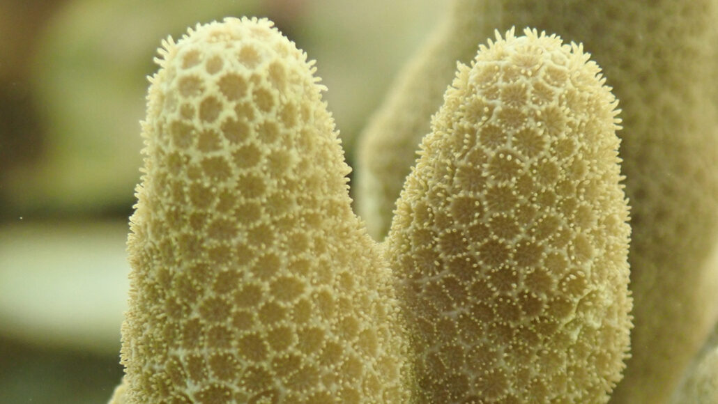 Adult Corals Have Been Safely Frozen And Revived for the First Time