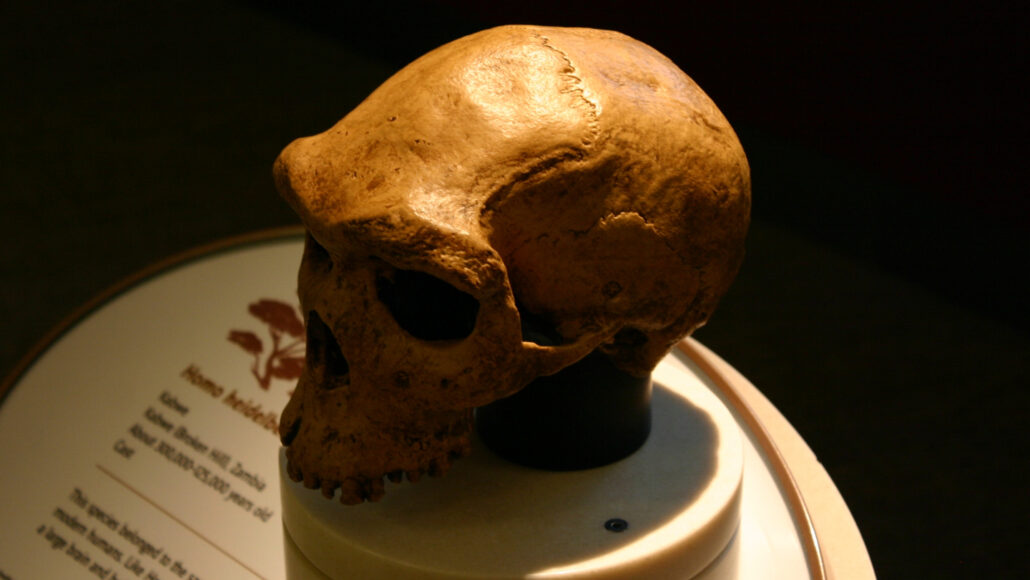 The skull of a member of the Homo heidelbergensis species sits on a podium in a museum.