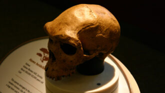 The skull of a member of the Homo heidelbergensis species sits on a podium in a museum.