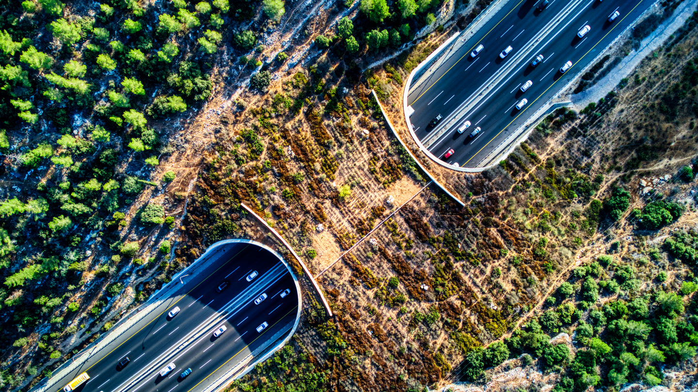 ‘Crossings’ explores the science of road ecology