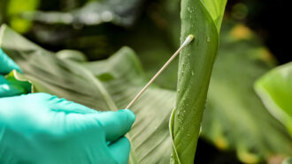 A gloved hand swaps a green leaf.