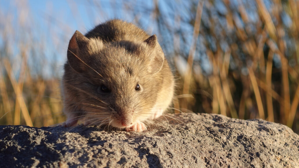 mouse at high altitude