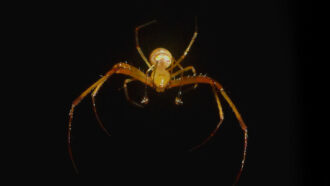 A photo of a Gelanor siquirres spider on a black background.