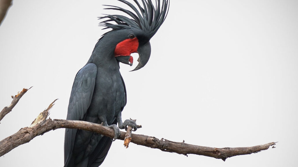 Wild Male Palm Cockatoos Rock Out With Custom Drumsticks