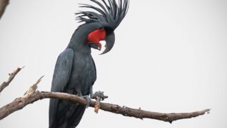 A photo of a black male palm cockatoo sitting on a branch.