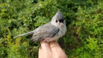 A photo of a small gray tufted titmouse bird sitting on a person's hand.