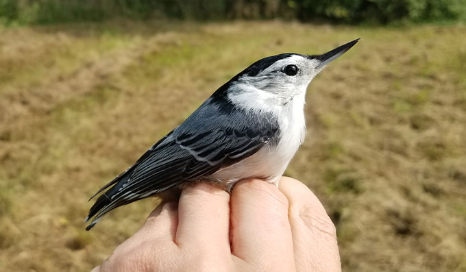 A photo of a white-breasted nuthatch sitting on a person's hand.