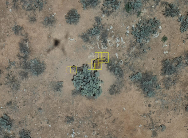 Sleeping kangaroos sleep in the desert in this drone image marked with yellow squares by a machine learning algorithm designed to identify space rocks.